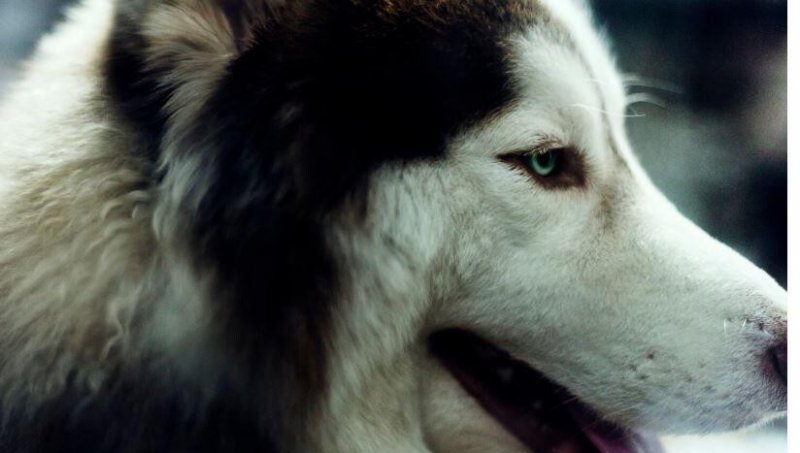 В Подмосковье младенец погиб от нападения домашней собаки