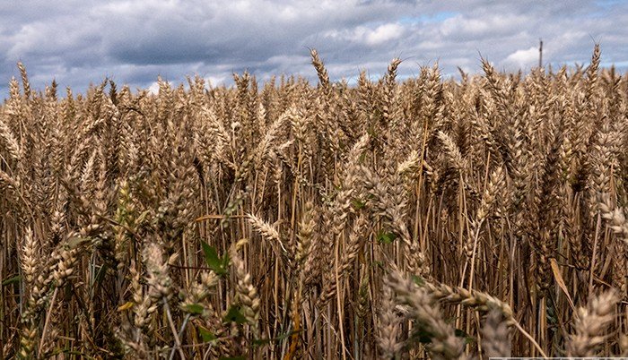 АРМЕНИЯ. Песков и Пашинян разошлись во мнениях по экспорту российского зерна в Армению