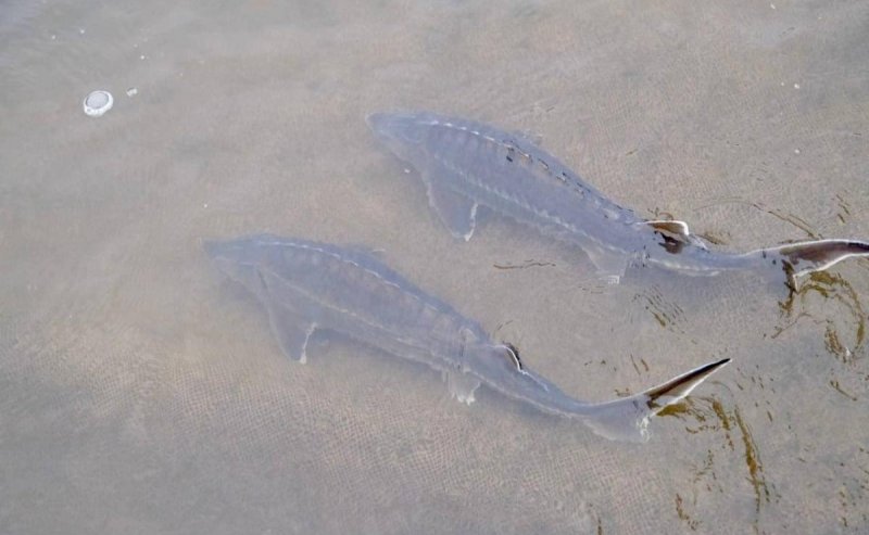 АСТРАХАНЬ. Астраханский предприниматель освоил перспективный бизнес по выращиванию осетровых рыб в садках