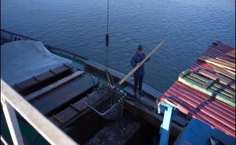 АСТРАХАНЬ. Ограничения на добычу воблы в акватории Астраханской области решено продлить