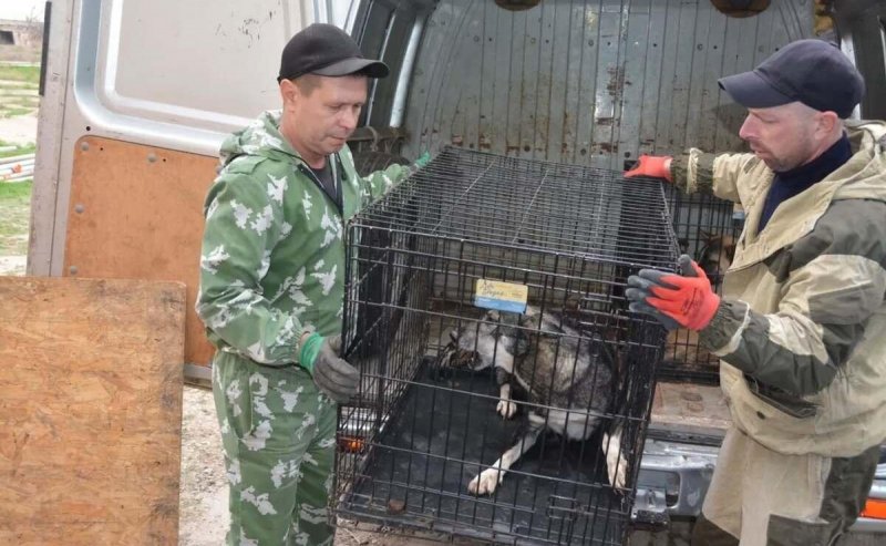АСТРАХАНЬ. В Приволжском районе Астраханской области число бездомных животных увеличилось в 4 раза
