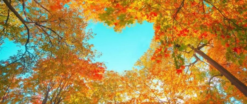 ЧЕЧНЯ. В Чечне стартовал фотоконкурс «Осенняя фантазия»