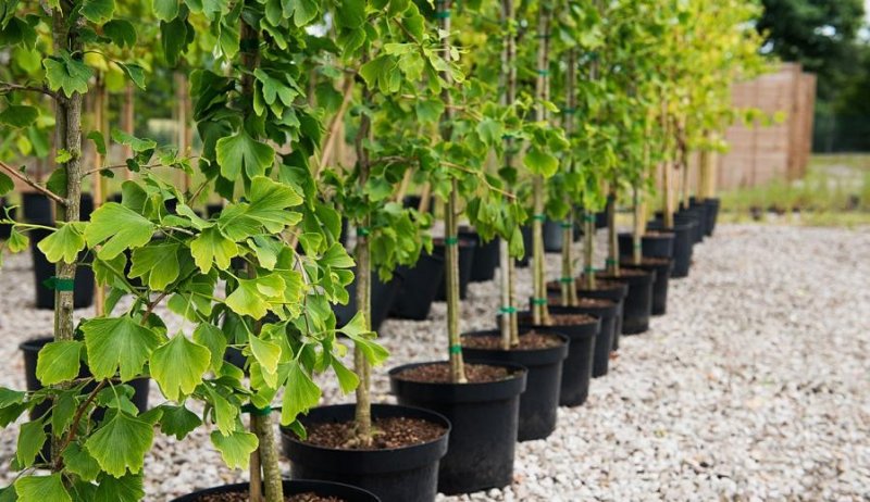 ЧЕЧНЯ.  В Шелковском районе раздали более 4 000 саженцев — 511 семей получили плодовые деревья бесплатно