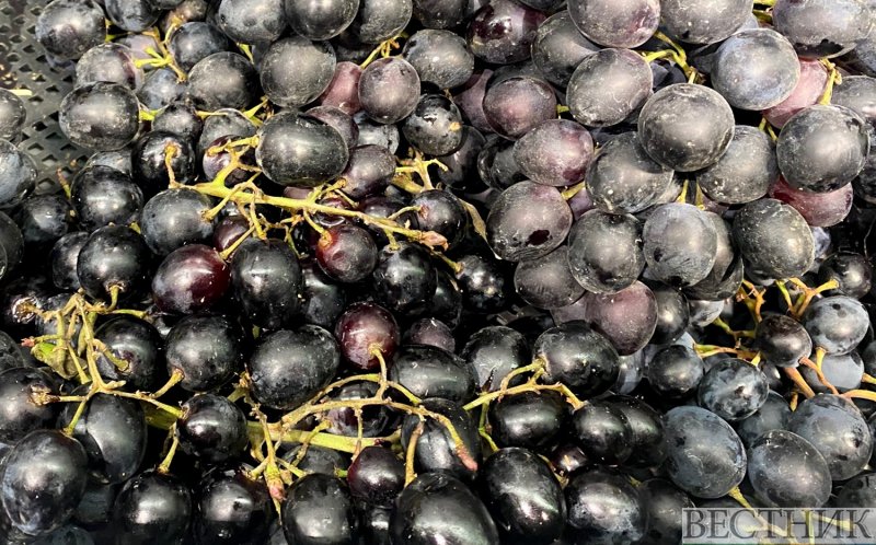 ГРУЗИЯ. Грузия поставила новый рекорд по сбору винограда