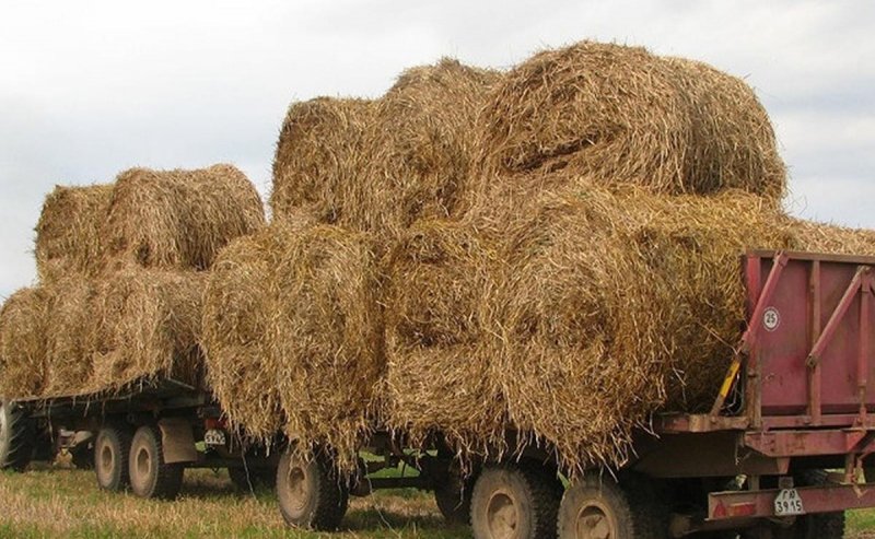 КАЛМЫКИЯ. В Калмыкии создали запас кормов, обеспечивающий стабильность животноводства