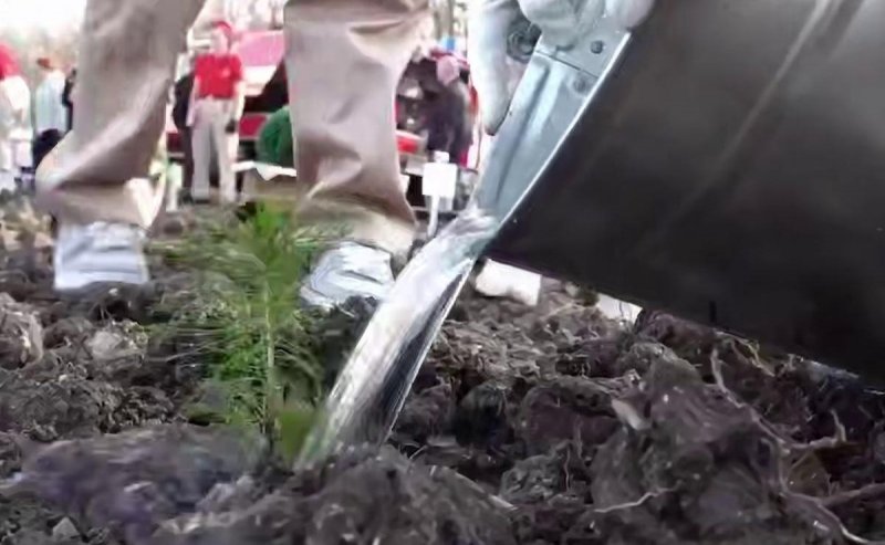 КРАСНОДАР. Глава Новороссийска Андрей Кравченко: 80 тысяч саженцев деревьев высадили в районе станицы Натухаевской в честь 80-летия Победы