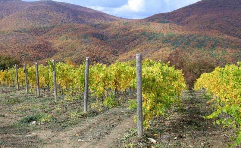 КРАСНОДАР. Спикер ЗСК Юрий Бурлачко: Реализация закона о винодельческих хозяйствах поможет Кубани в работе по дальнейшему развитию сразу двух ключевых отраслей экономики