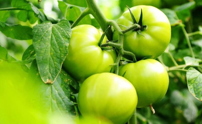 СТАВРОПОЛЬЕ. Ставрополье удерживает первенство в производстве тепличных овощей в России