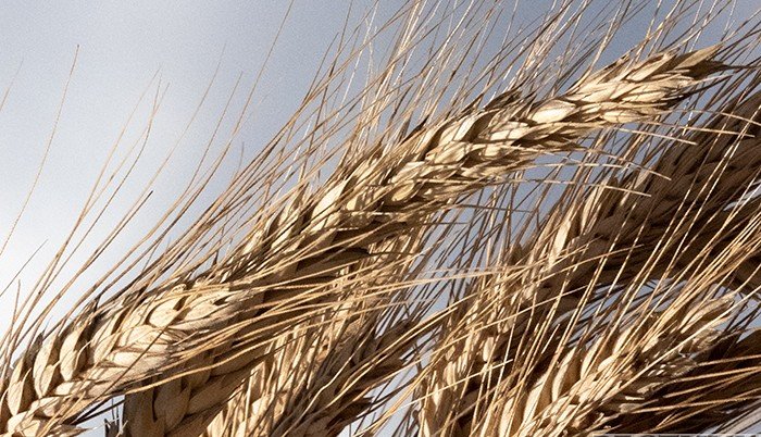 Страны ЕАЭС вносят важный вклад в борьбу с голодом – ЕЭК