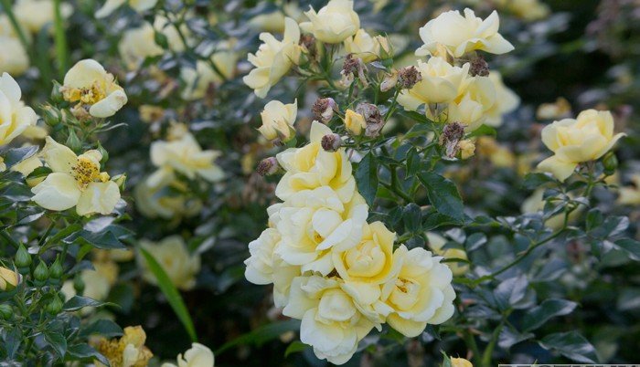 Тысячи роз высадят до конца года в столице Ингушетии