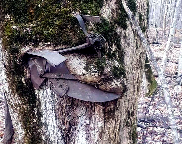 ЧЕЧНЯ. Когда дерево помнит: как природа превратила плуг в памятник депортации