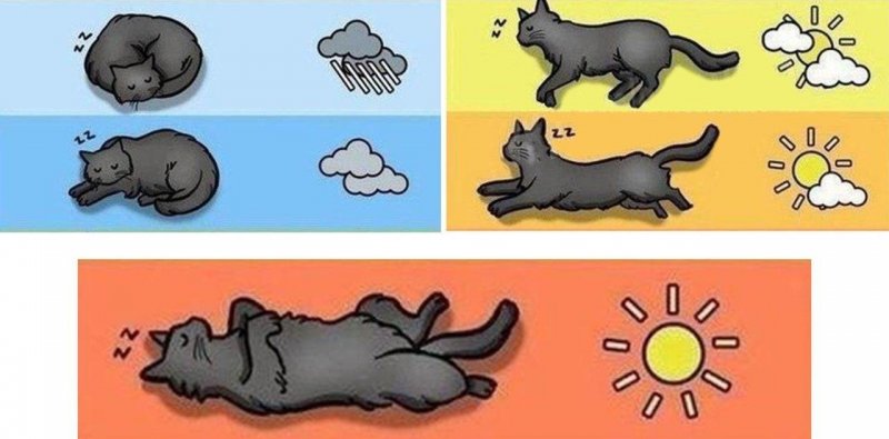 Погода глазами животных