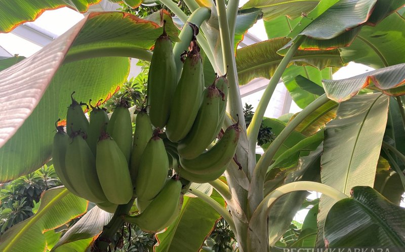 АБХАЗИЯ. Урожай бананов собрали в Абхазии