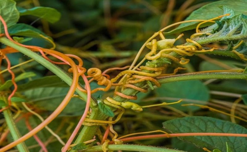 АСТРАХАНЬ. В Астраханской области каждая партия подкарантинной импортной продукции исследуется