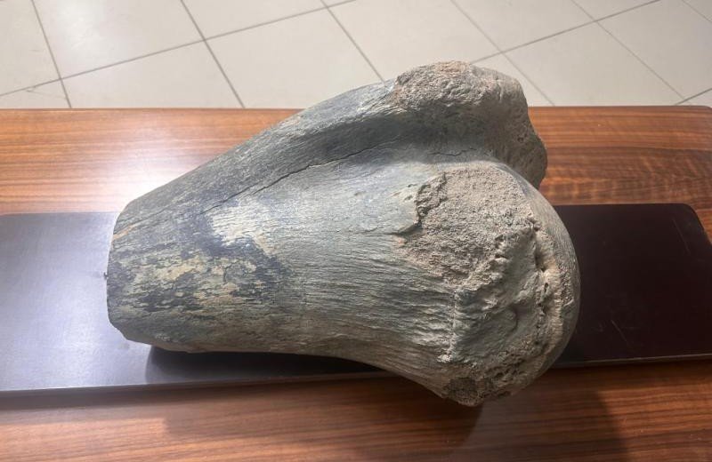 ЧЕЧНЯ. В Чечне нашли кость мамонта: спелеологи регулярно делают археологические открытия в Надтеречном районе