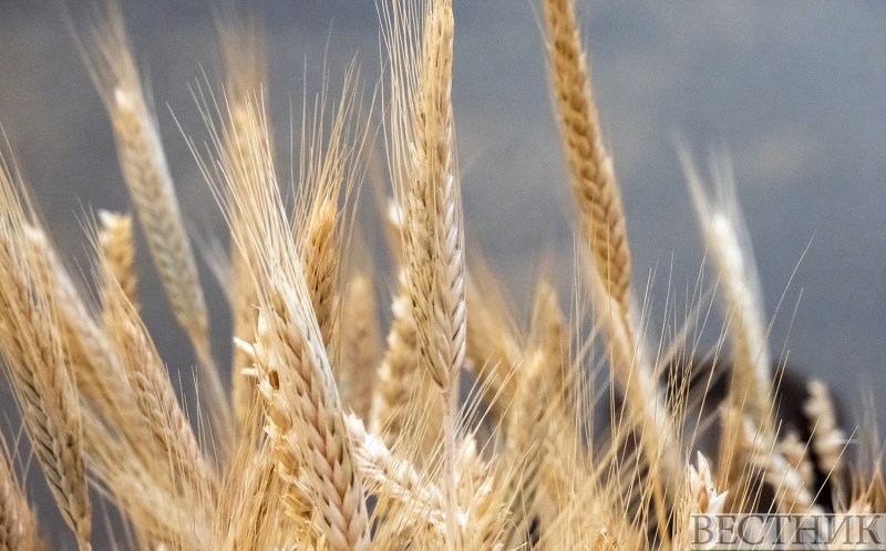 ГРУЗИЯ. ЮНЕСКО включил в список нематериального наследия грузинскую культуру пшеницы