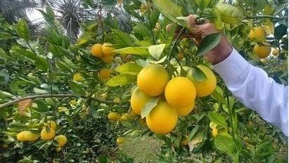 Иранская провинция Мазандаран экспортировала более 44 000 тонн свежих цитрусовых фруктов в Армению и другие страны