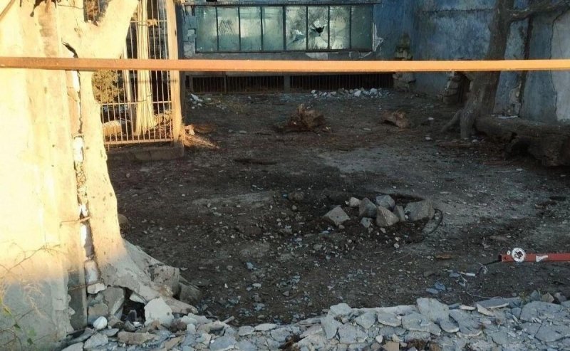 РОСТОВ. Ростовские ветврачи спешат на помощь раненому льву после атаки дронов