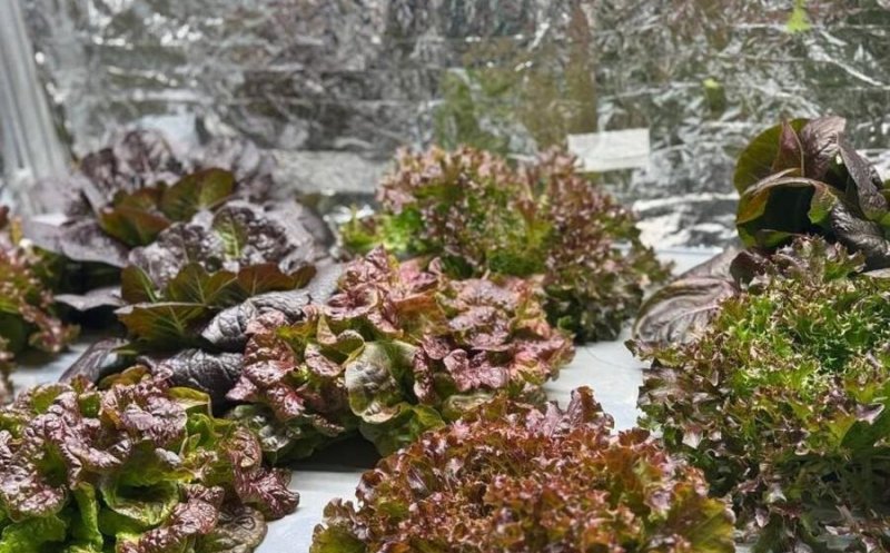 Сибирский прорыв: как учёные «заставили» салат краснеть за 48 часов с помощью УФ-света