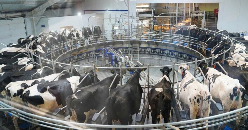 В Казахстане стартовало строительство крупного животноводческого консорциума