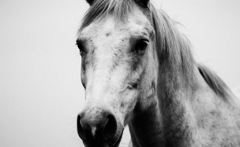 ВОЛГОГРАД. В Волгоградской области расследуют серию отравлений лошадей
