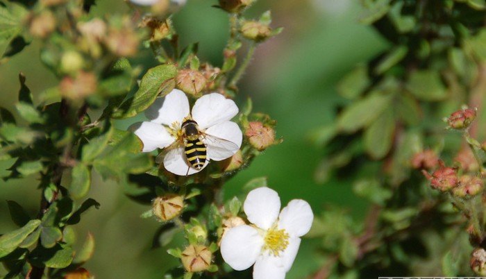 Пчеловодов Дагестана поддержат на 10 млн рублей