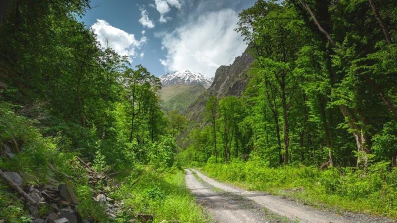 ЧЕЧНЯ. В Чечне запретили внедорожные гонки в лесах для защиты природы