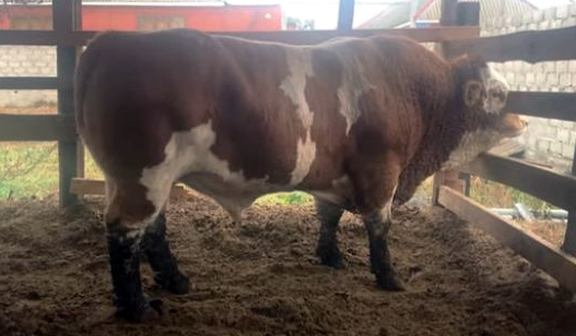 ЧЕЧНЯ.  Чеченский фермер вырастил быка-гиганта весом почти две тонны