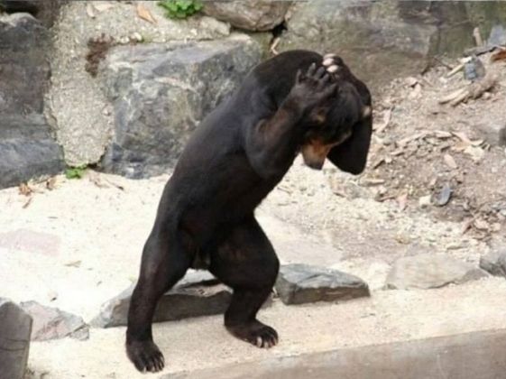 Бируанг — единственный медведь похожий на человека в костюме