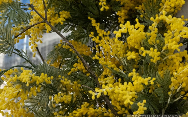 АБХАЗИЯ. В Россию прибыла первая партия абхазской мимозы