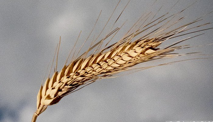 Афганистан хотел бы импортировать нефть, газ и зерно из России – посол