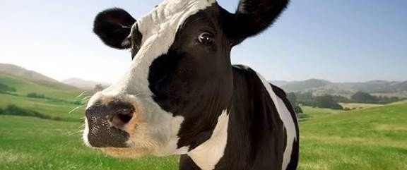 ЧЕЧНЯ. Чечня сохраняет контроль над эпизоотической ситуацией