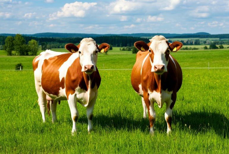 ЧЕЧНЯ.Многодетная мать из Ачхой-Мартана получила двух коров по поручению Р. Кадырова