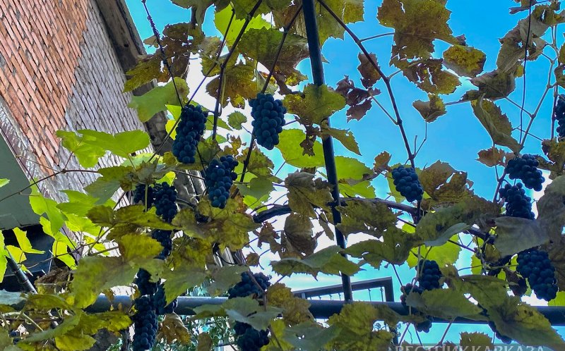 ГРУЗИЯ. В Грузии будут отмечать Национальный день вина