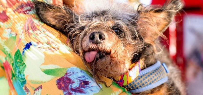 Слюна собаки лишила британку всех конечностей