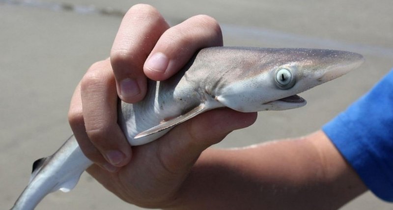 Гигант океана размером с ладонь.