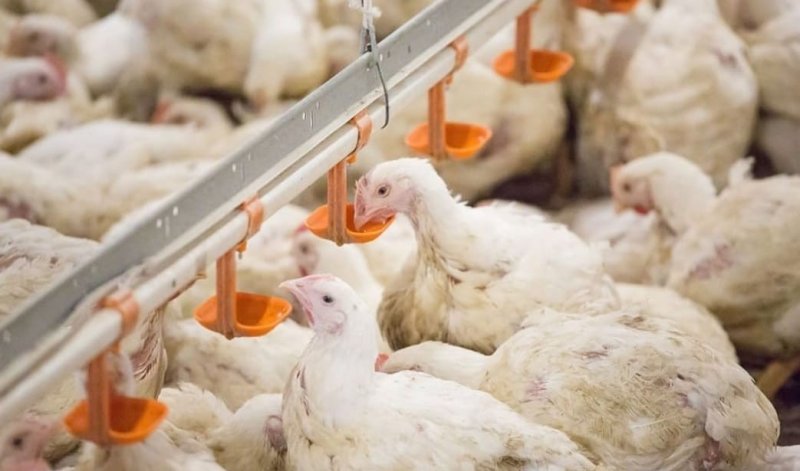 ЧЕЧНЯ.  Россельхознадзор обязал 10 птицефабрик Чечни вырубить деревья на территории