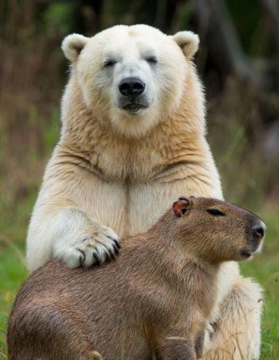 Японцы предлагают бартер: капибары в обмен на русского медведя для продолжения рода
