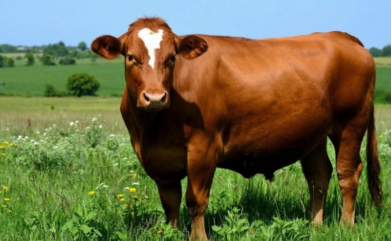 КАЛМЫКИЯ. 1. В Калмыкии за год произошло 206 ДТП из-за выхода скота на дороги