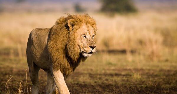 Лев затащил девочку в вольер через решетку в китайском зоопарке