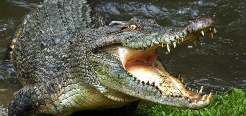 Наводнение в Австралии превратило улицы города Кэтрин в крокодилье царство