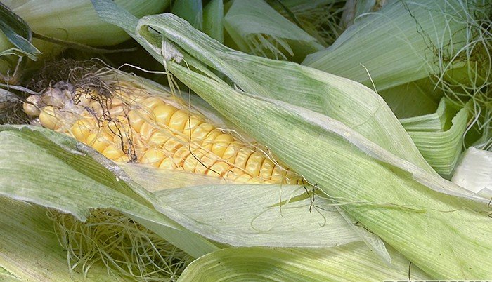 Россия увеличила экспорт кукурузы в Турцию в 7 раз