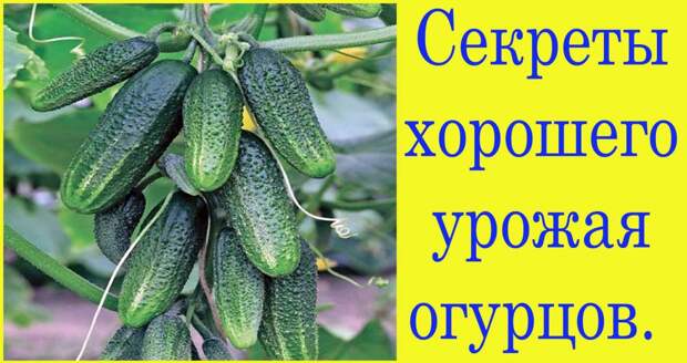 Крапива и дрожжи удвоят ваш урожай огурцов
