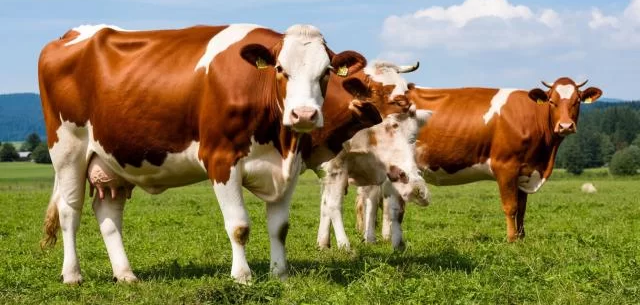 АСТРАХАНЬ. Из-за новых правил содержания КРС фермеры в Астраханской области оказались на грань выживания