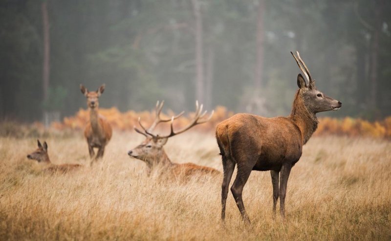 АСТРАХАНЬ. В Астраханской области в «Линкос» привезли 16 европейских благородных оленей