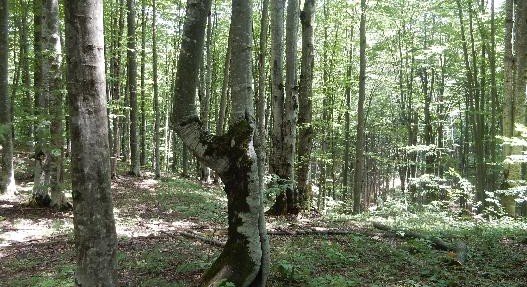 ЧЕЧНЯ. Лес, в который прятали топор: священные законы чеченского леса