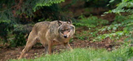 Дикий зверь проник в торговый центр и атаковал женщину у входа в IKEA