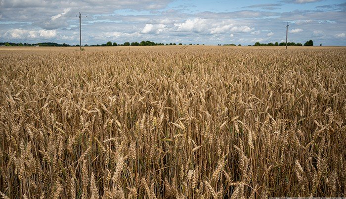 ГРУЗИЯ. Грузия поддержит своих хлеборобов