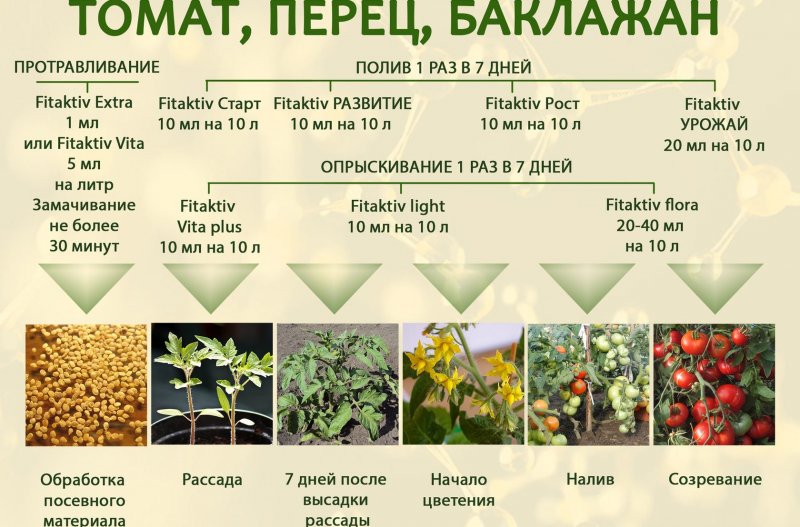 Идеальная рассада: точная схема подкормок для томатов, огурцов и перца