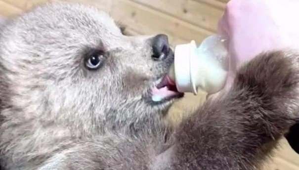 С. ОСЕТИЯ. Дрожала в мокрой шубке: как волонтёры спасли трёхмесячную медведицу Дыньку и отправили в Подмосковье